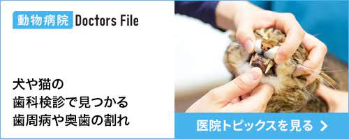 ドクターズ・ファイルの小儀動物病院ページ「歯科検診」